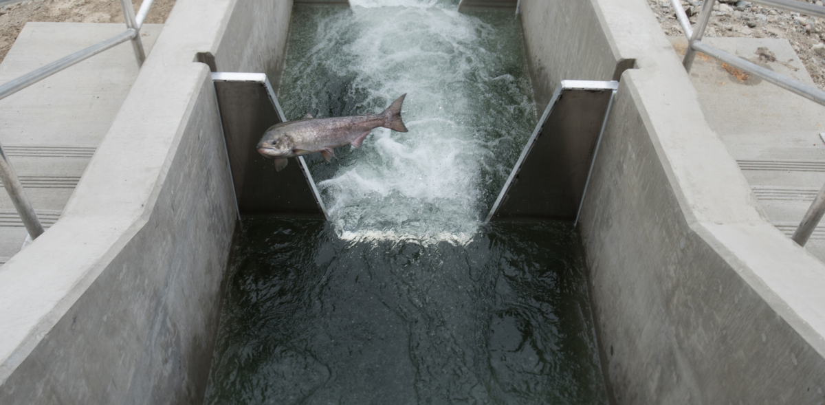 Wells Fish Hatchery Modernization 3